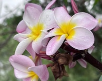 Beautiful Plumeria flower