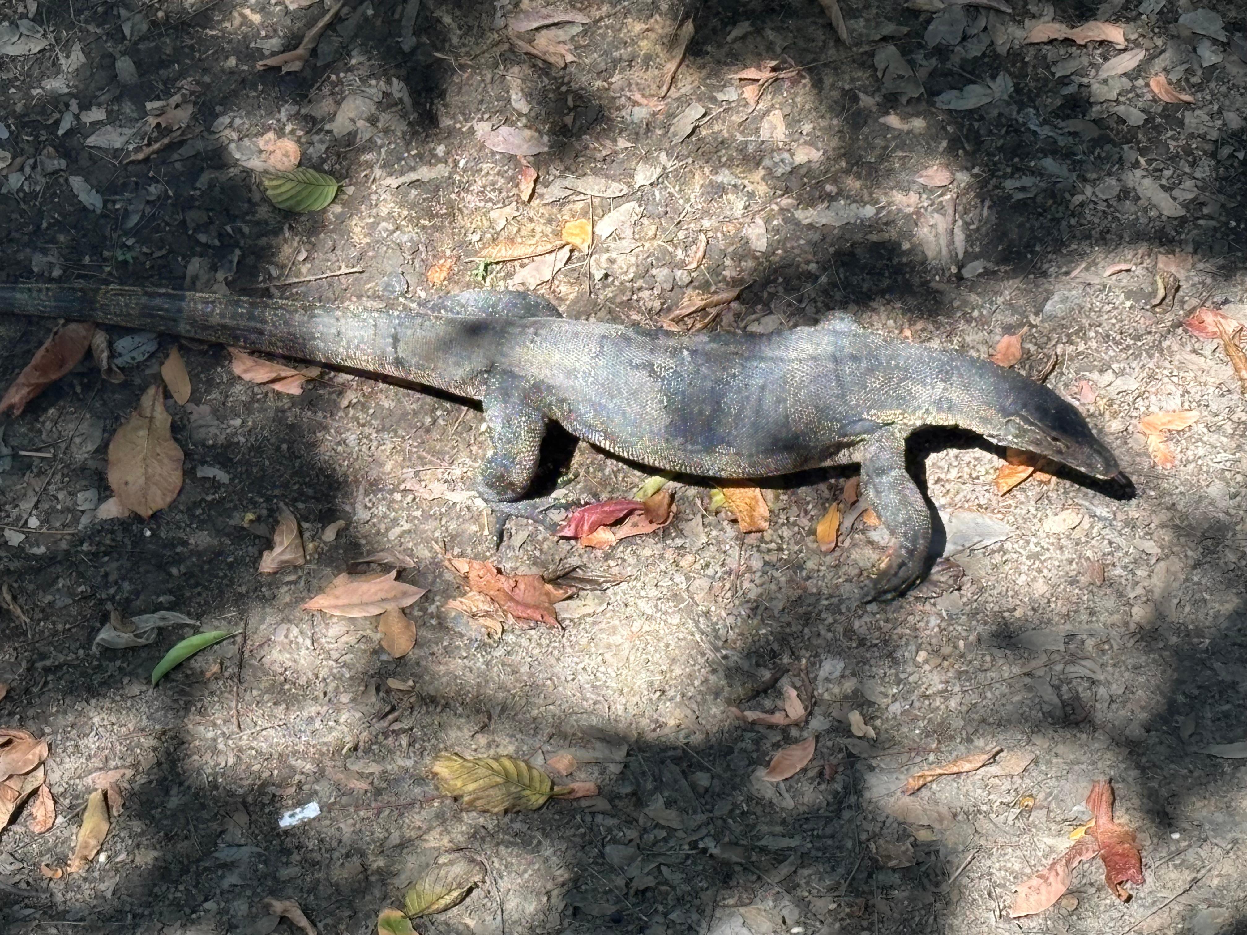 Asian Water Monitor massive