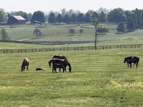 horses