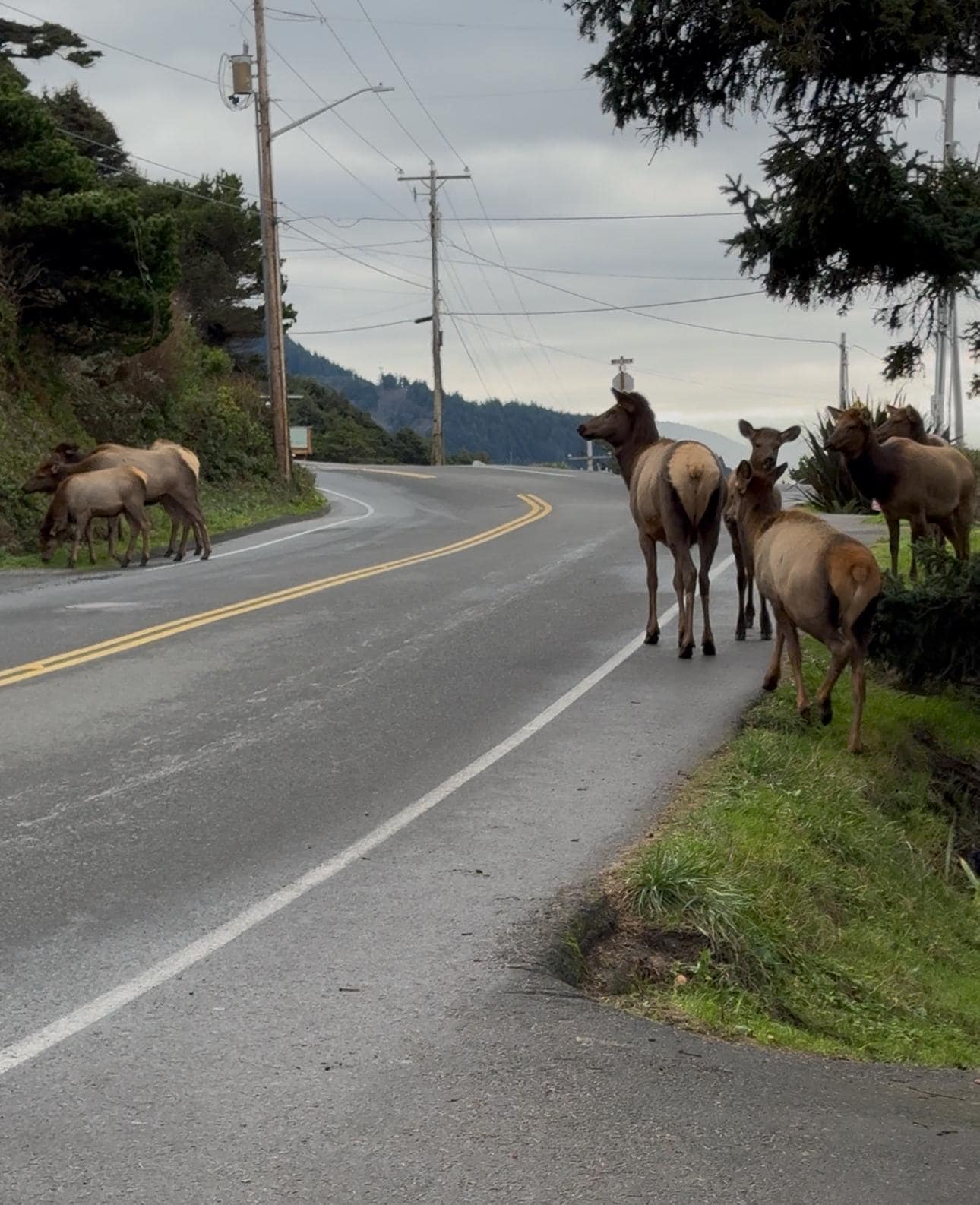 Drove a short distance to Canon Beach and there was a large herd of Elk grazing along the road. Very cool to see.