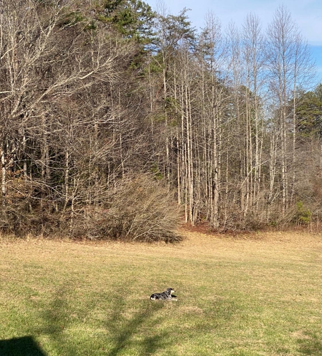 Our dog Murphy enjoying the sunshine on the propy