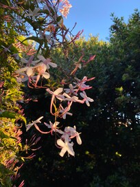 In the garden