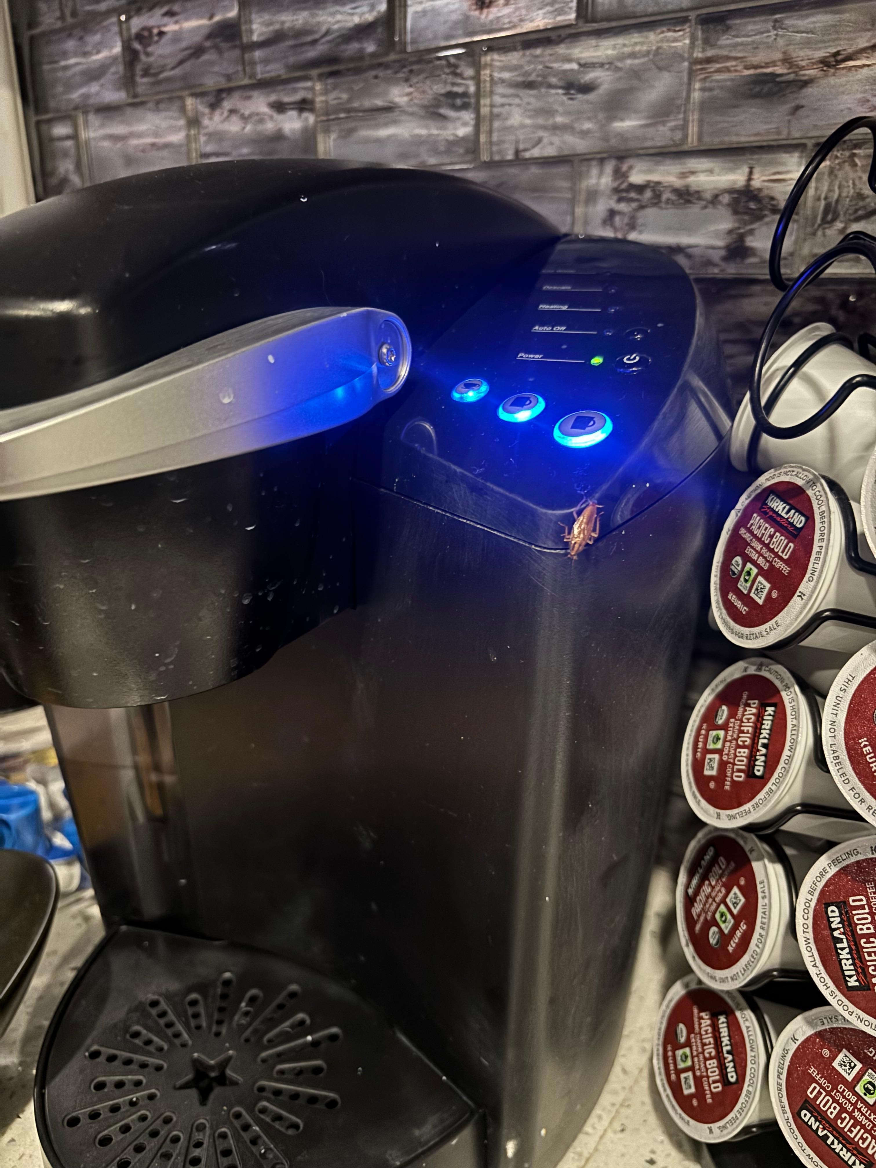 Roaches in the kitchen 