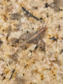 Roach on kitchen counter.
