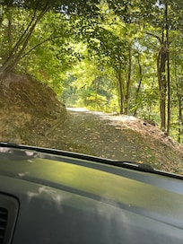 Tall weeds on both sides of the driveway.