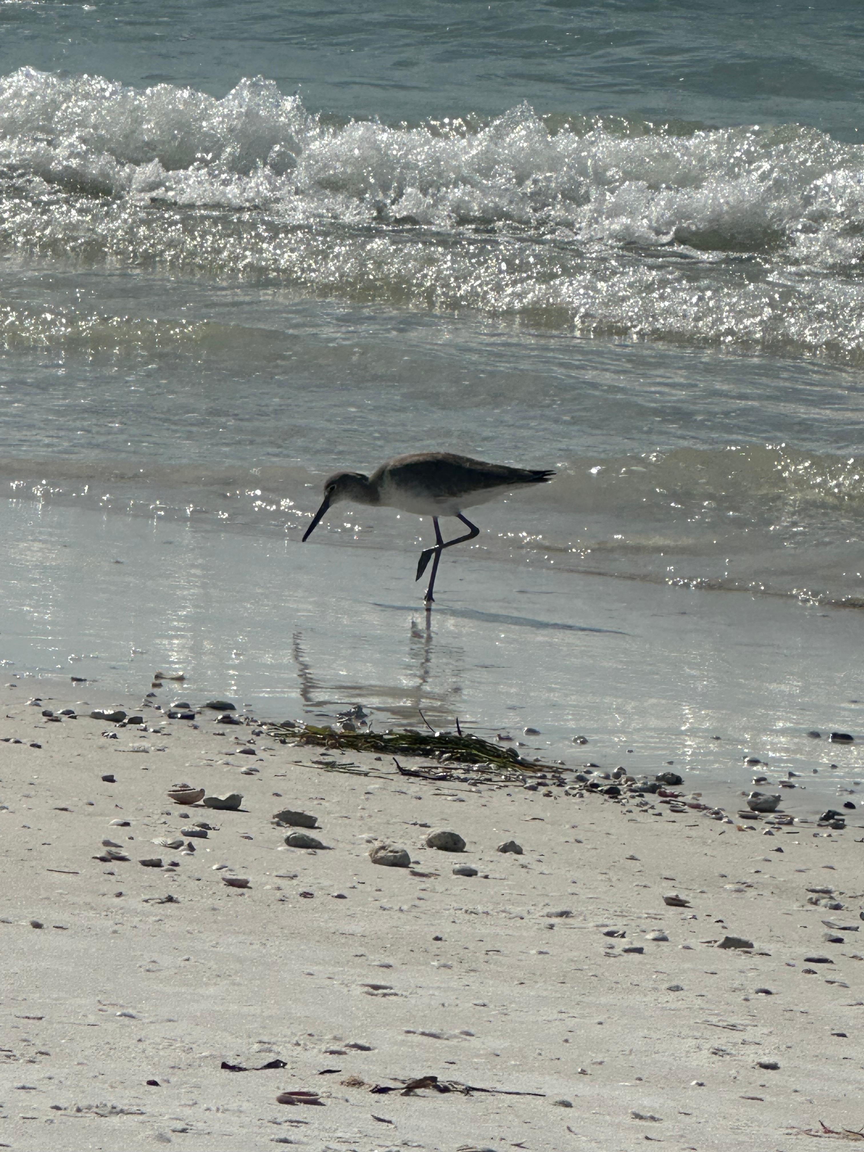 Honeymoon Island Beach