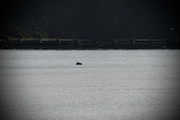 Watched a pod of dolphins from the deck. Not an up-close but sure was so much fun to just hang out on the deck and watch.