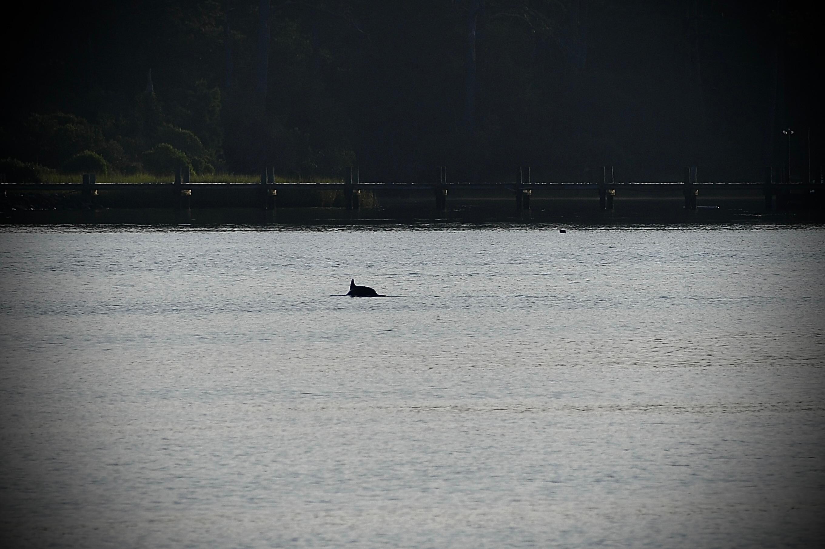Watched a pod of dolphins from the deck. Not an up-close but sure was so much fun to just hang out on the deck and watch.