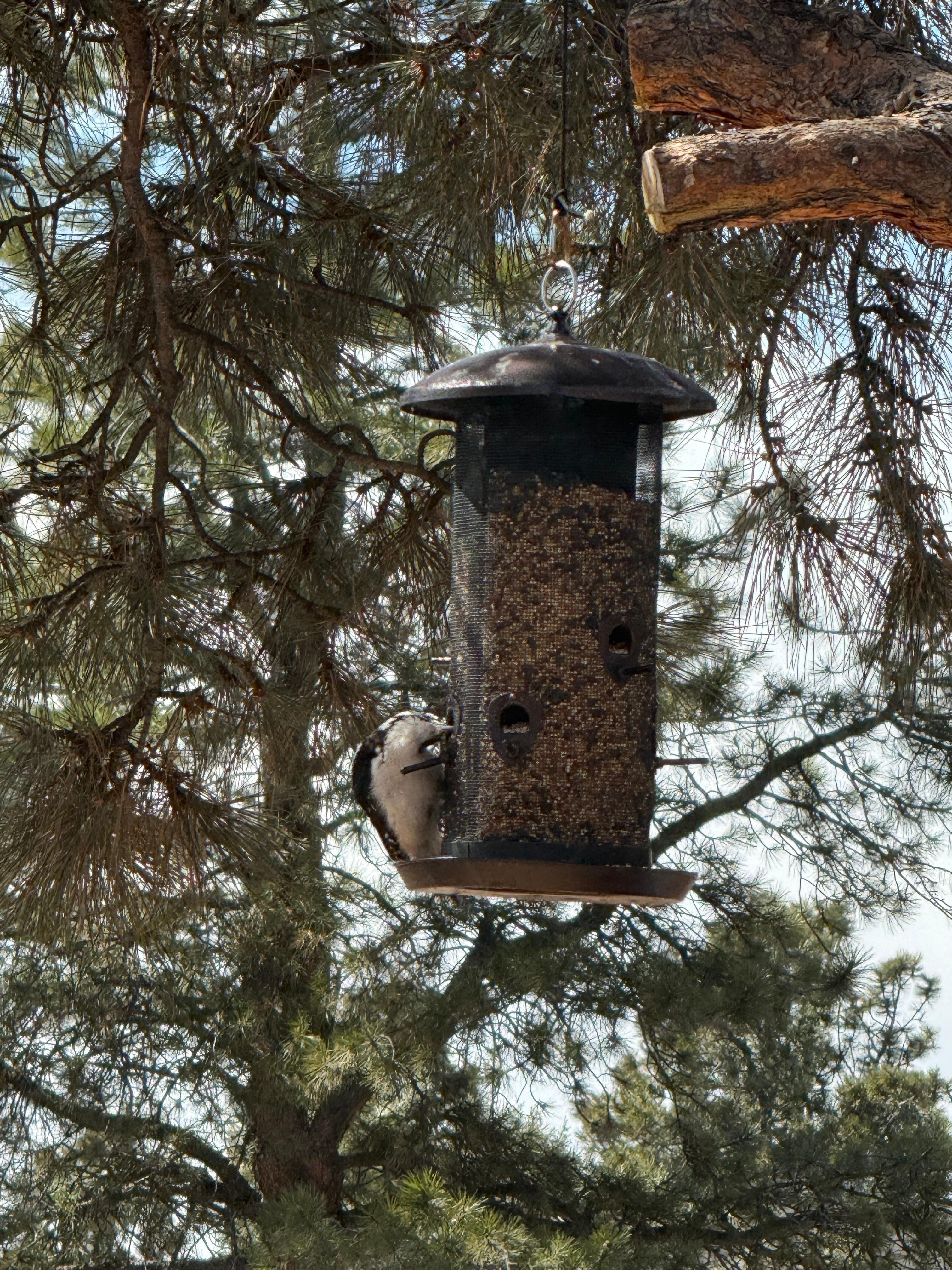 So many different birds to watch out the windows. 