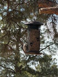 So many different birds to watch out the windows.