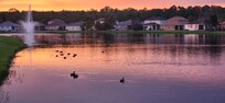The ducks in the pond were fun to watch. Also the peacocks in the neighborhood were cool