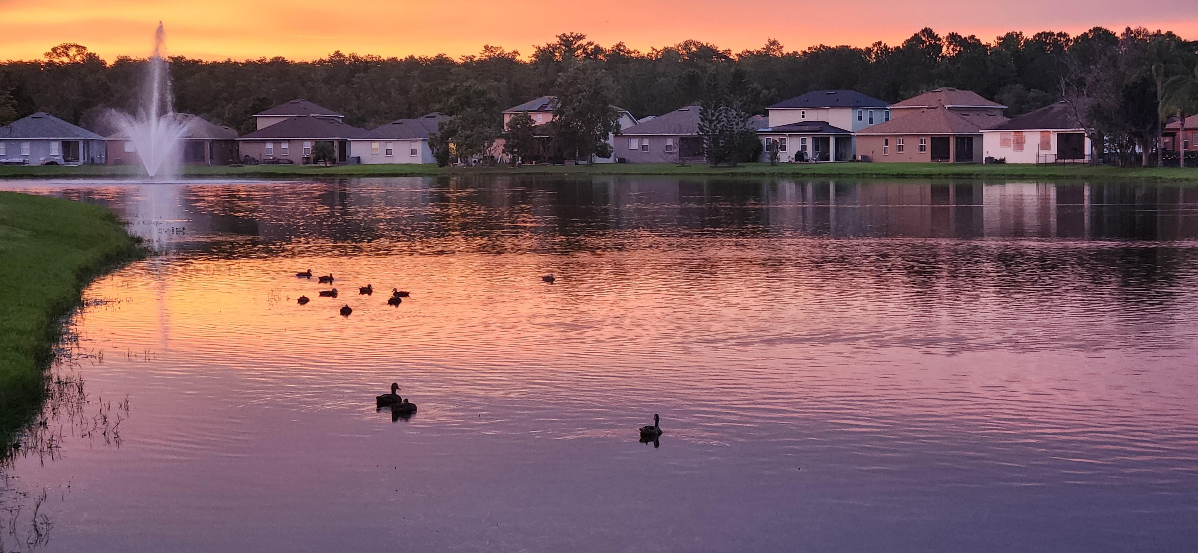 The ducks in the pond were fun to watch. Also the peacocks in the neighborhood were cool