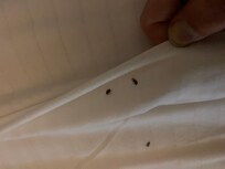 Found one bug (killed it) and then a second bug when I was going to clean it.