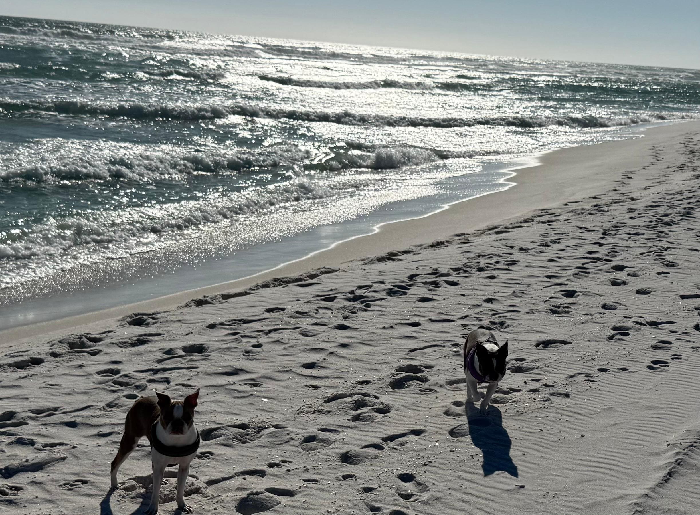 Our dogs love the close by dog beach