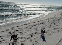 Our dogs love the close by dog beach