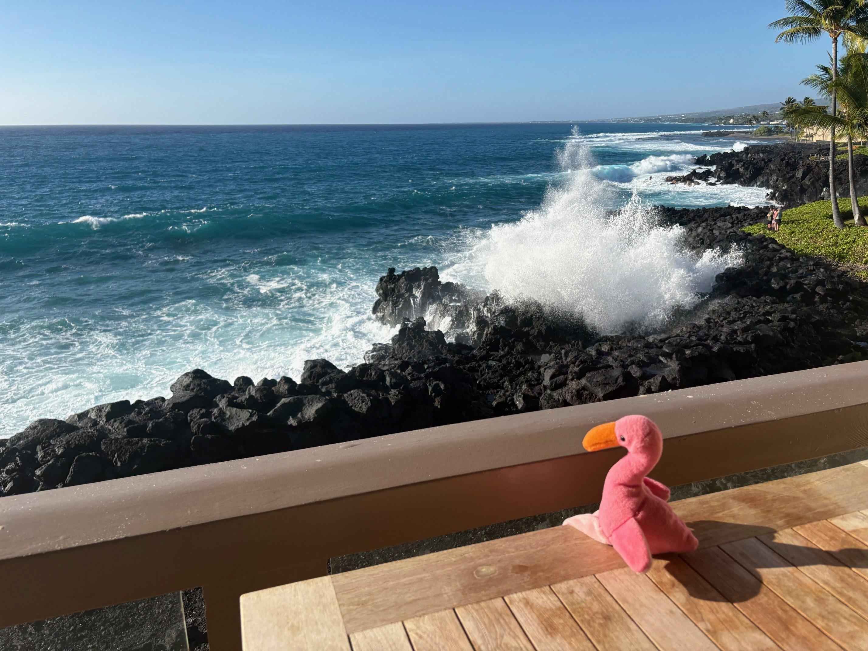 Flow taking in the view from the lanai. 