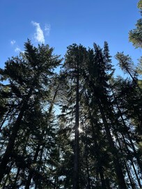 View in the backyard.
