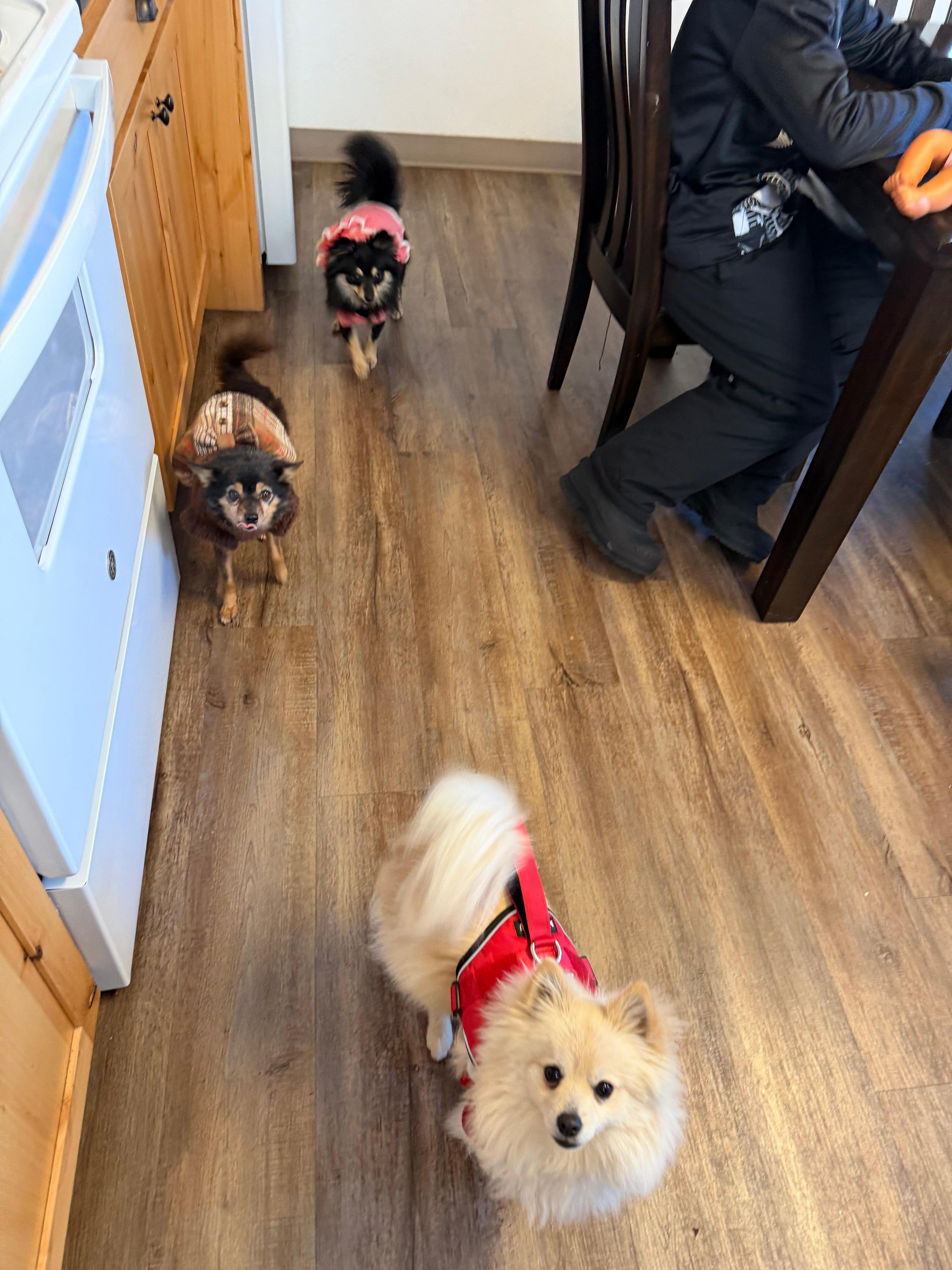 Dogs went to the mountains and were happy with us in the house