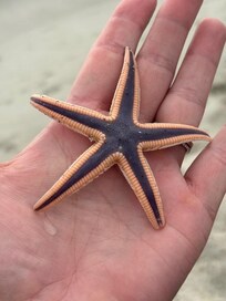 There were scores of starfish in the surf... the kids loved picking them up and gently tossing them further out!