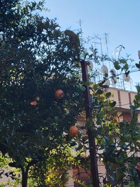 Terrance had a pomegranate, orange & lemon tree