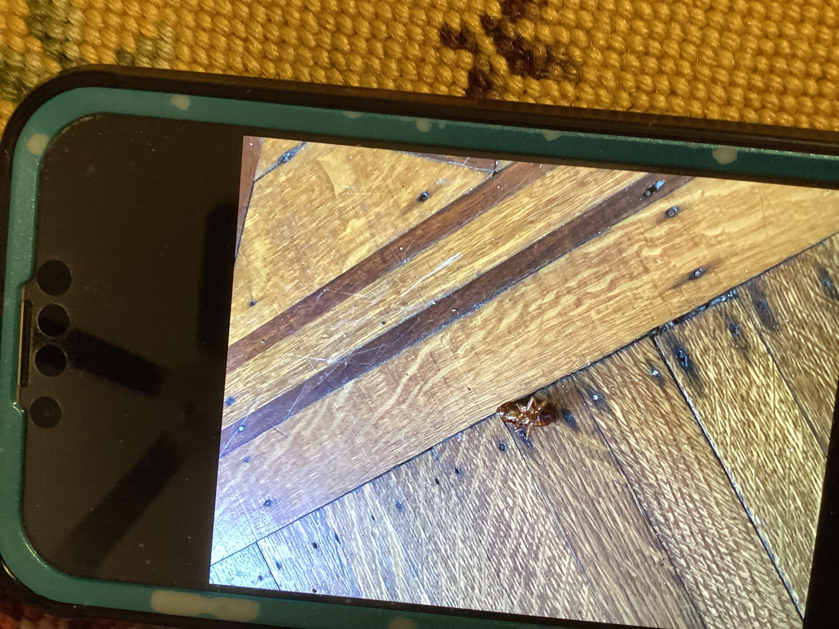 Roach on dining room floor