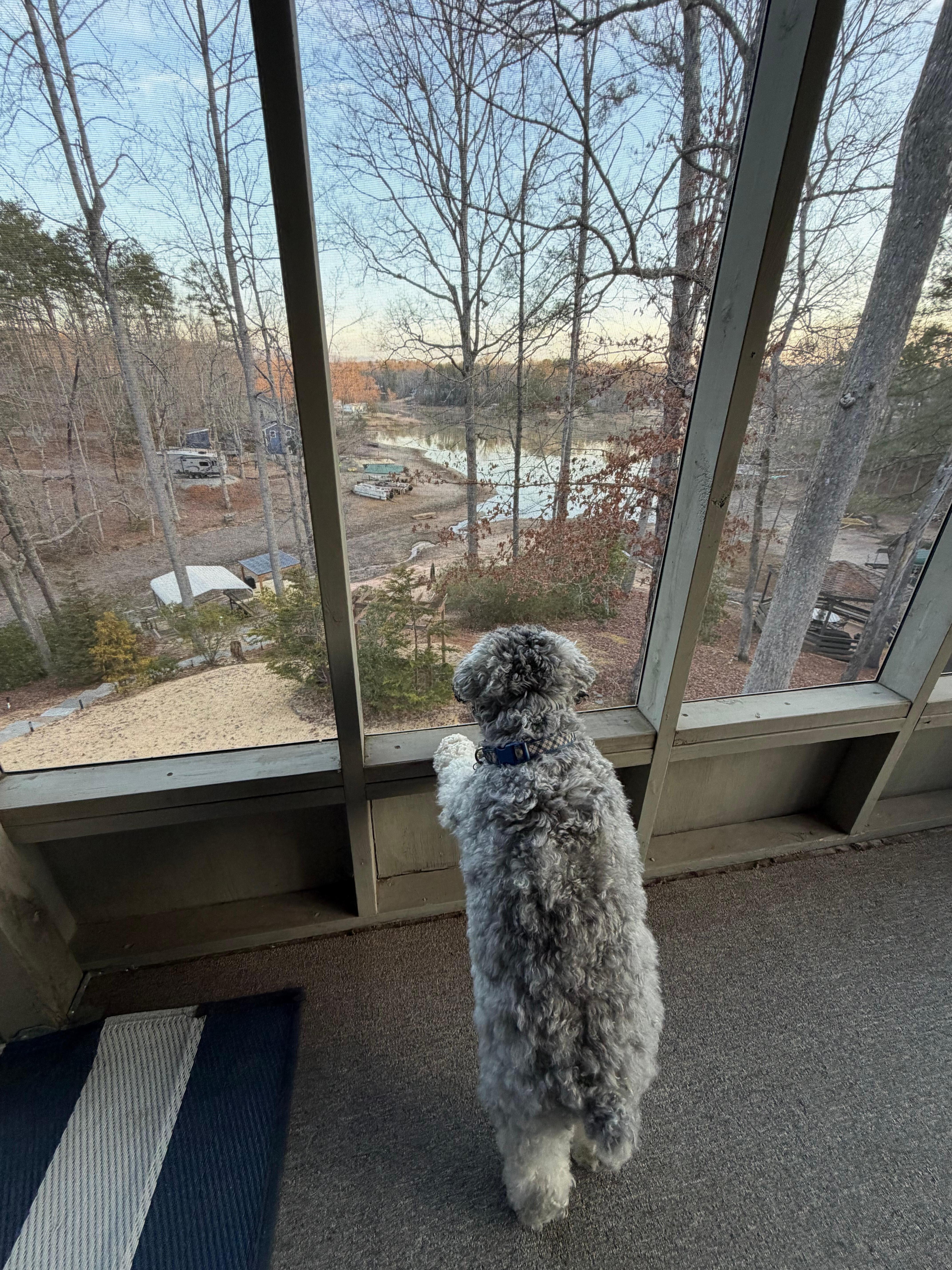 Our dog, loved the place. 