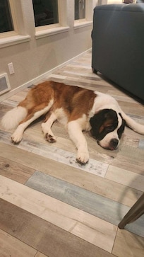 Ho'onakoa loved the cool floors.