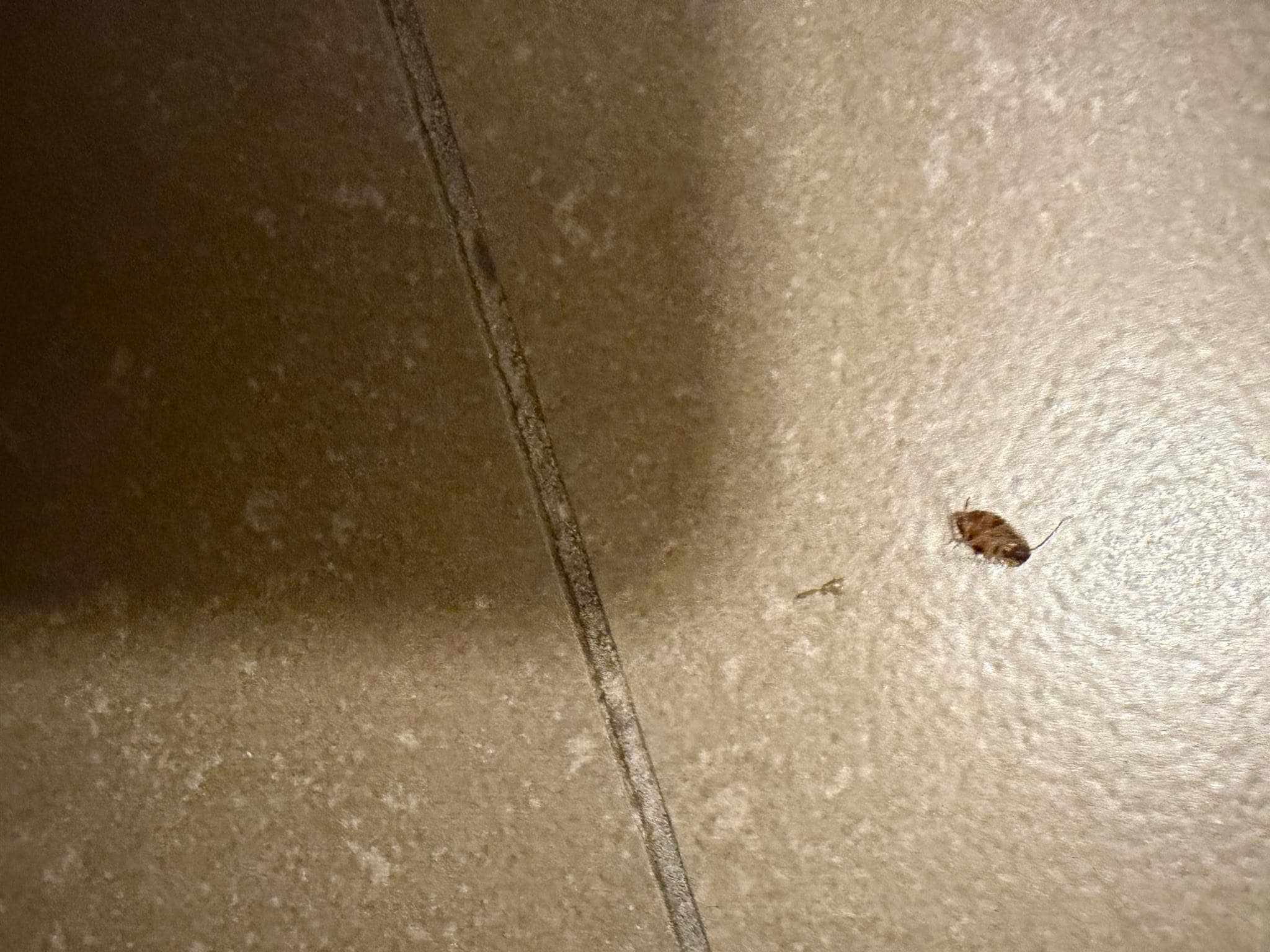 Here you go did you guys wanna see?😡