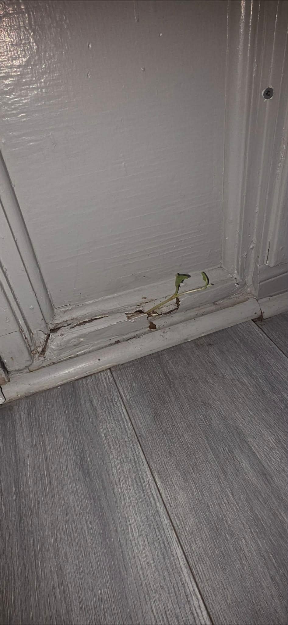 Plant growing through rotted front door frame into entry way
