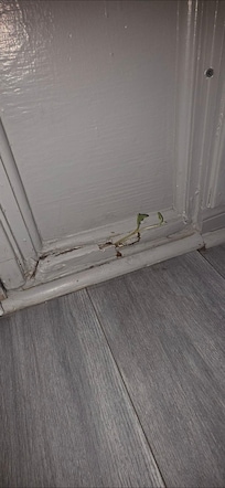 Plant growing through rotted front door frame into entry way