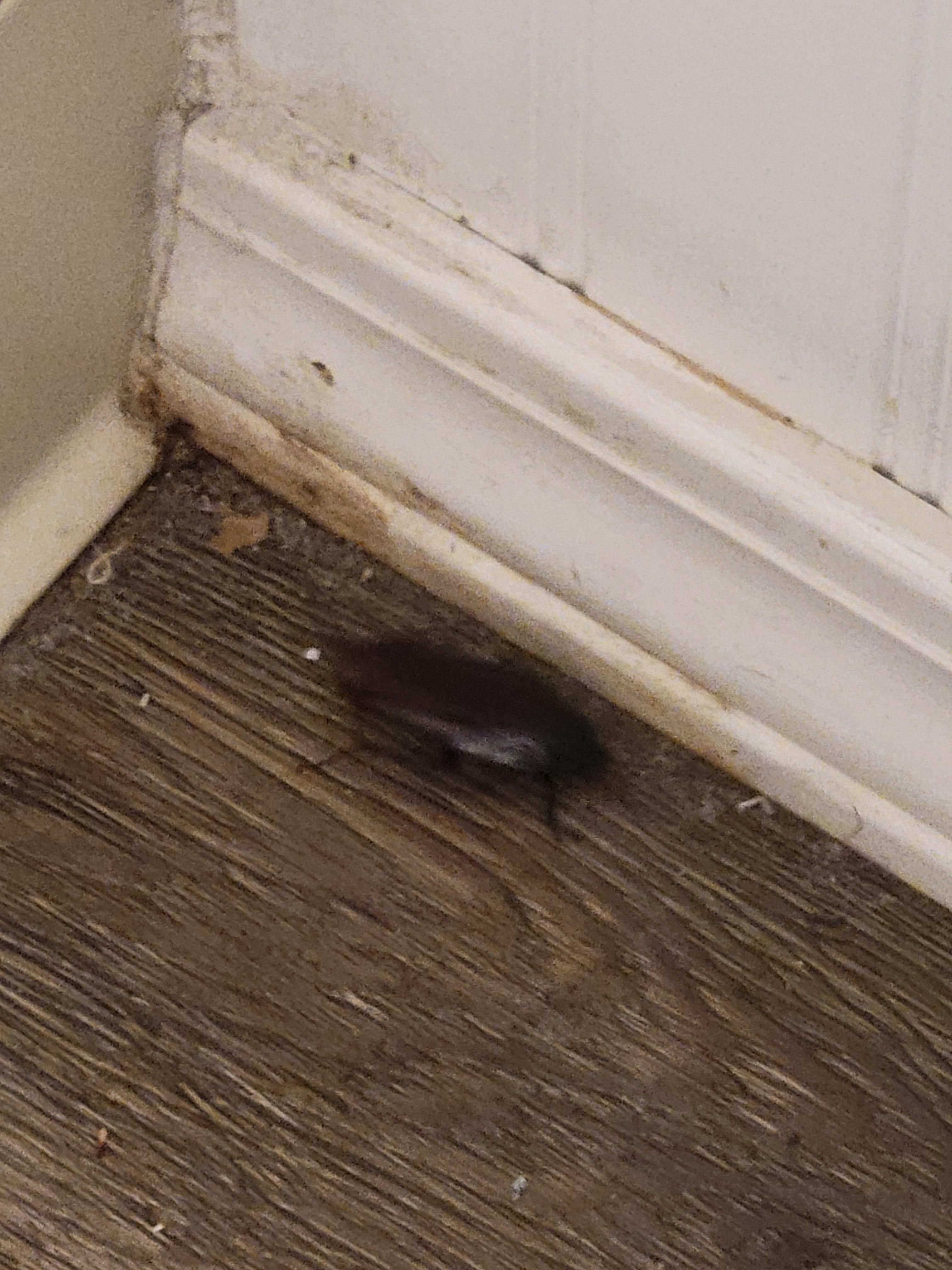 The first cockroach we saw. Unfortunately, it had friends.