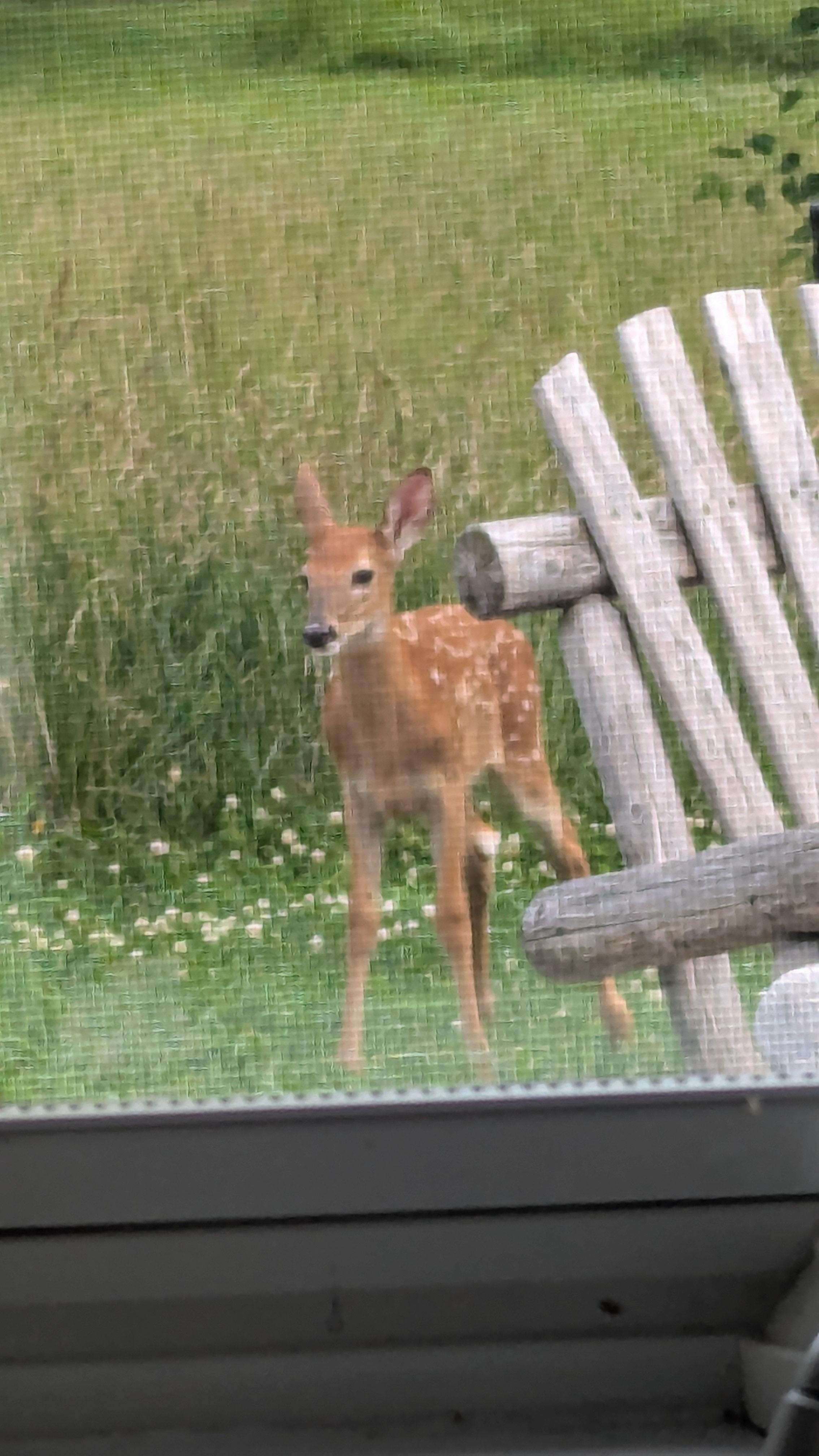Baby deer on the back porch