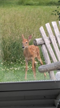 Baby deer on the back porch