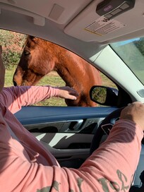 The horses came up to our car to say goodbye on our way back home