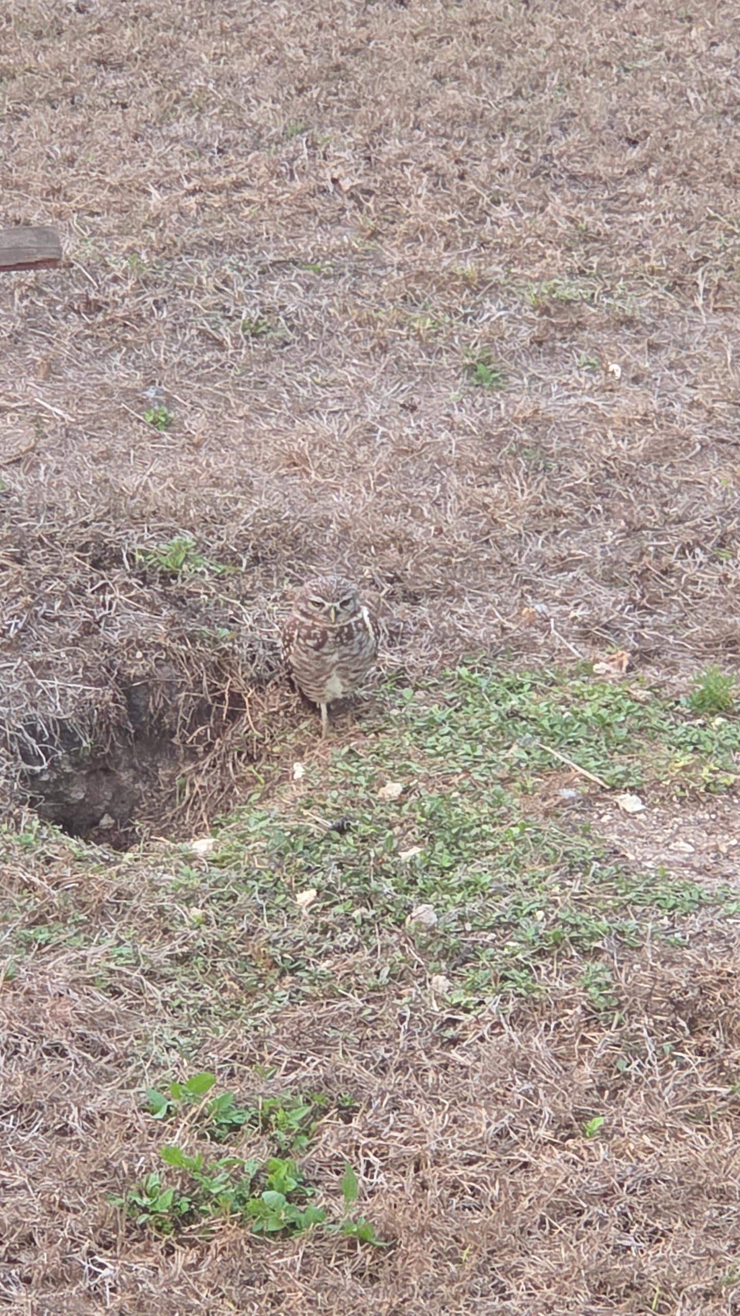 Owls right down the street!