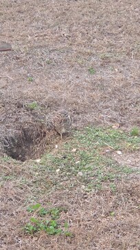 Owls right down the street!