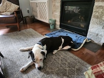 Our old dog felt right at home.