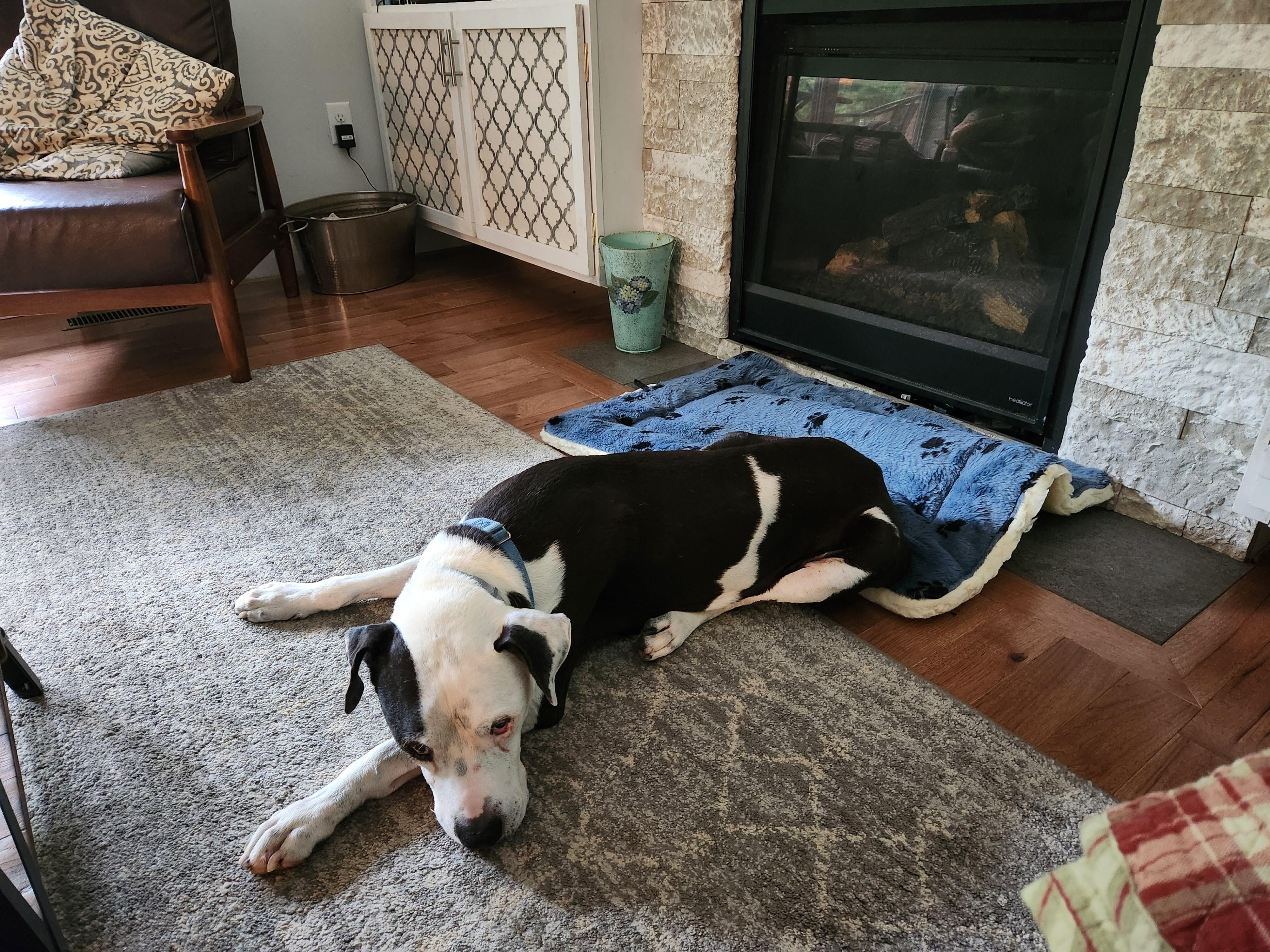 Our old dog felt right at home. 