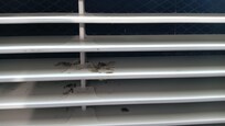 Black mold in heating and air conditioning unit