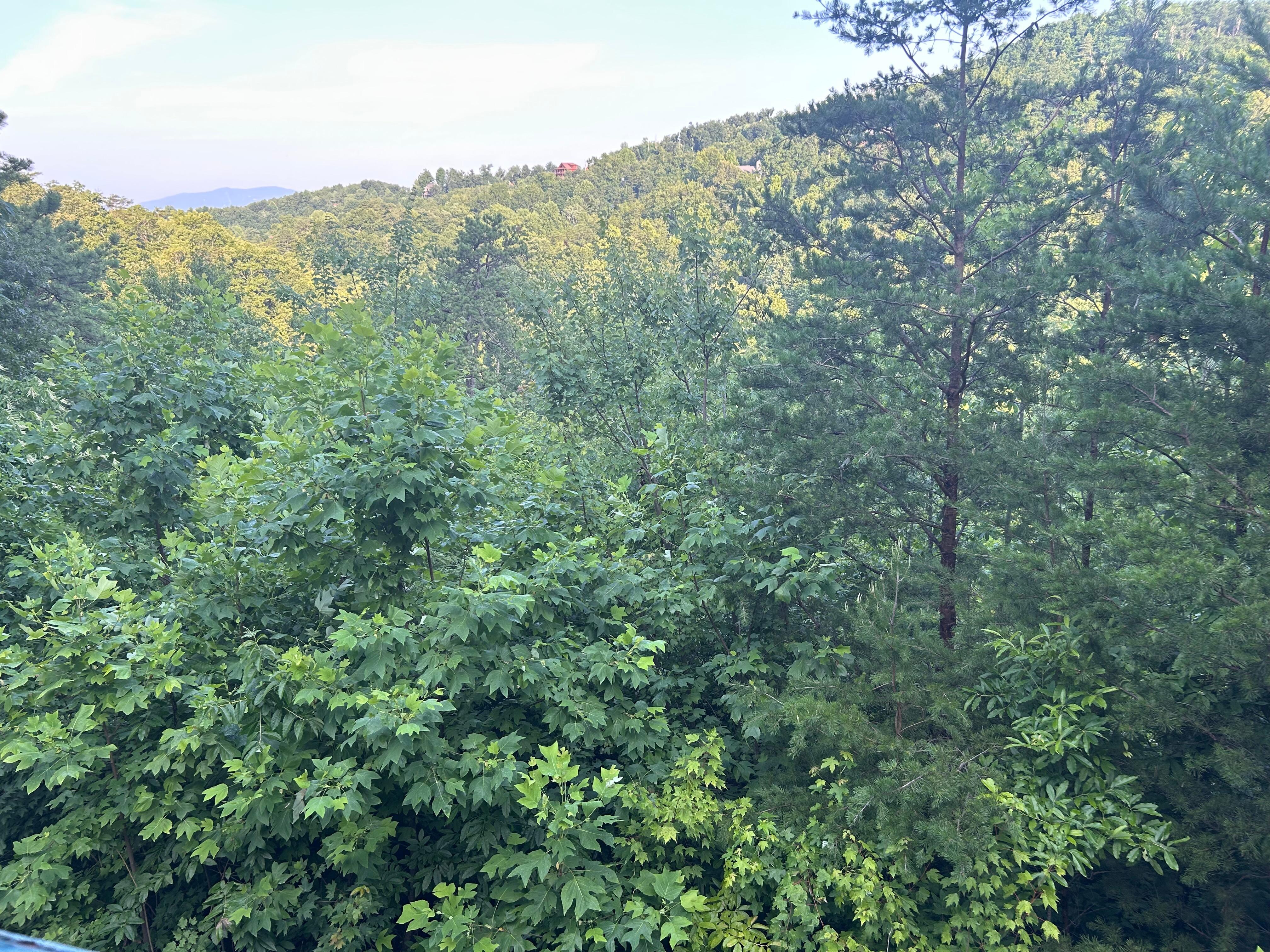 Morning view from back deck. 