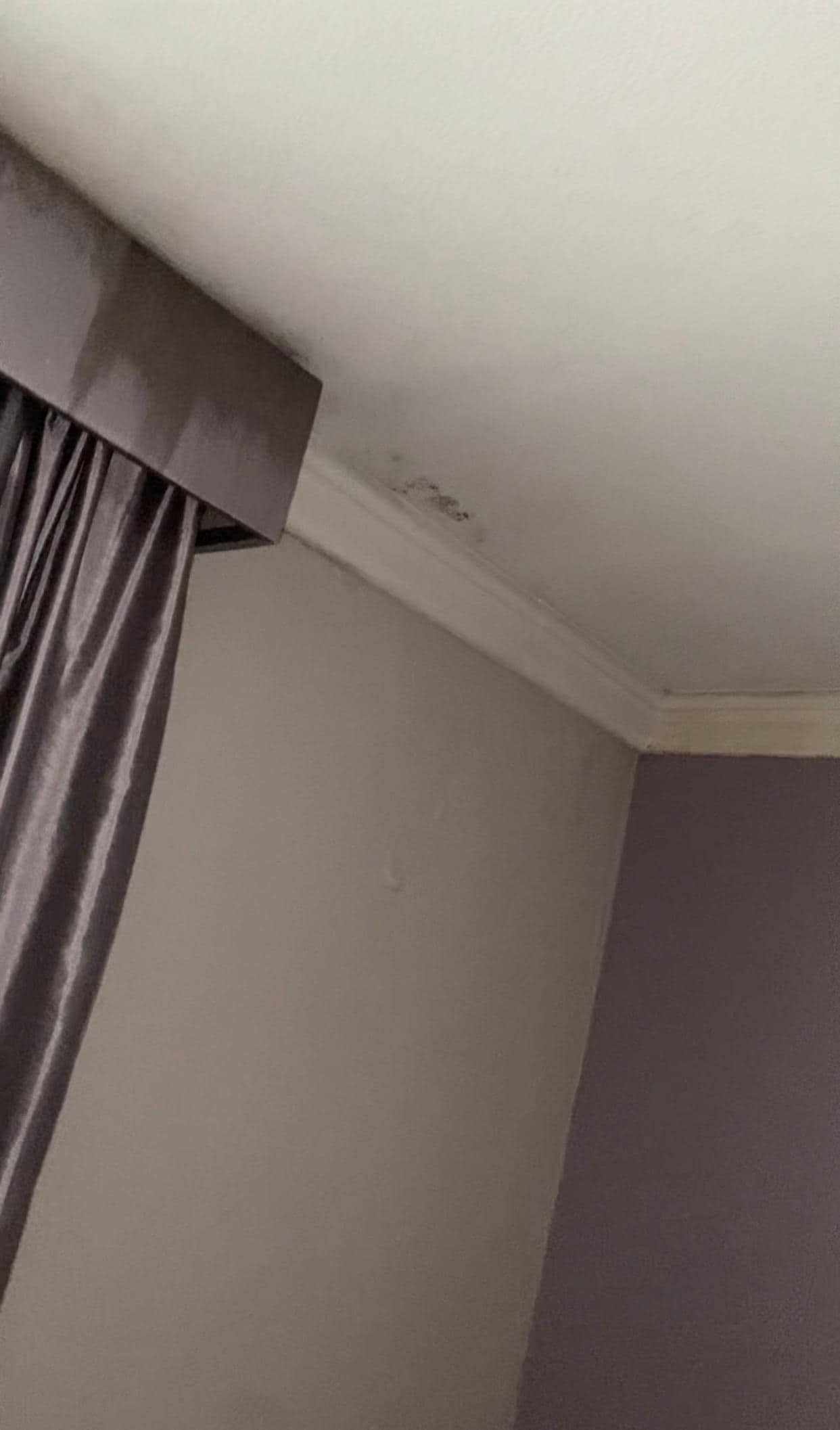 ceiling leaking along with mold possibly