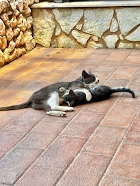 Katzenfamilie als Untermieter 😂