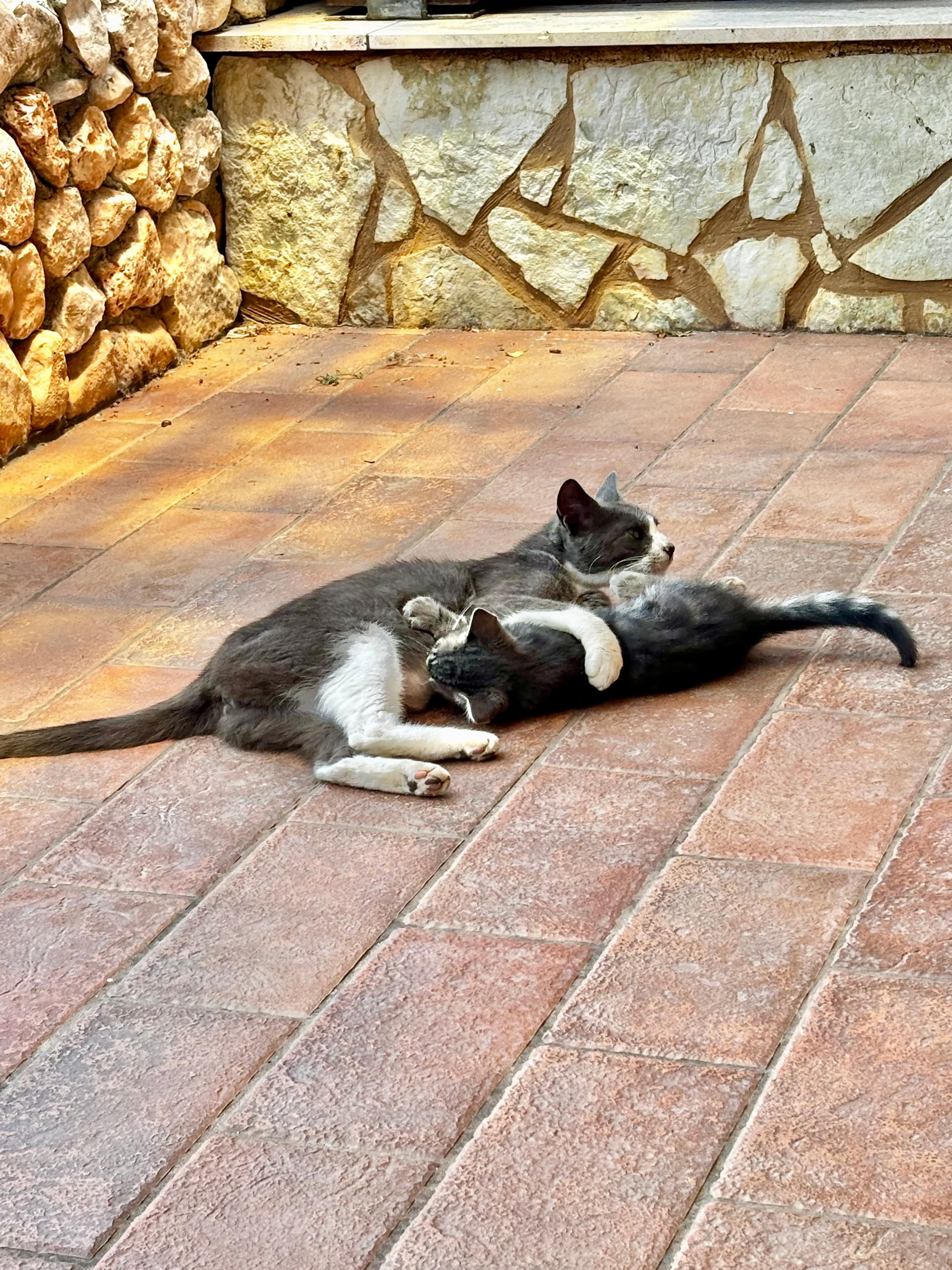 Katzenfamilie als Untermieter 😂
