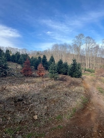 Trail