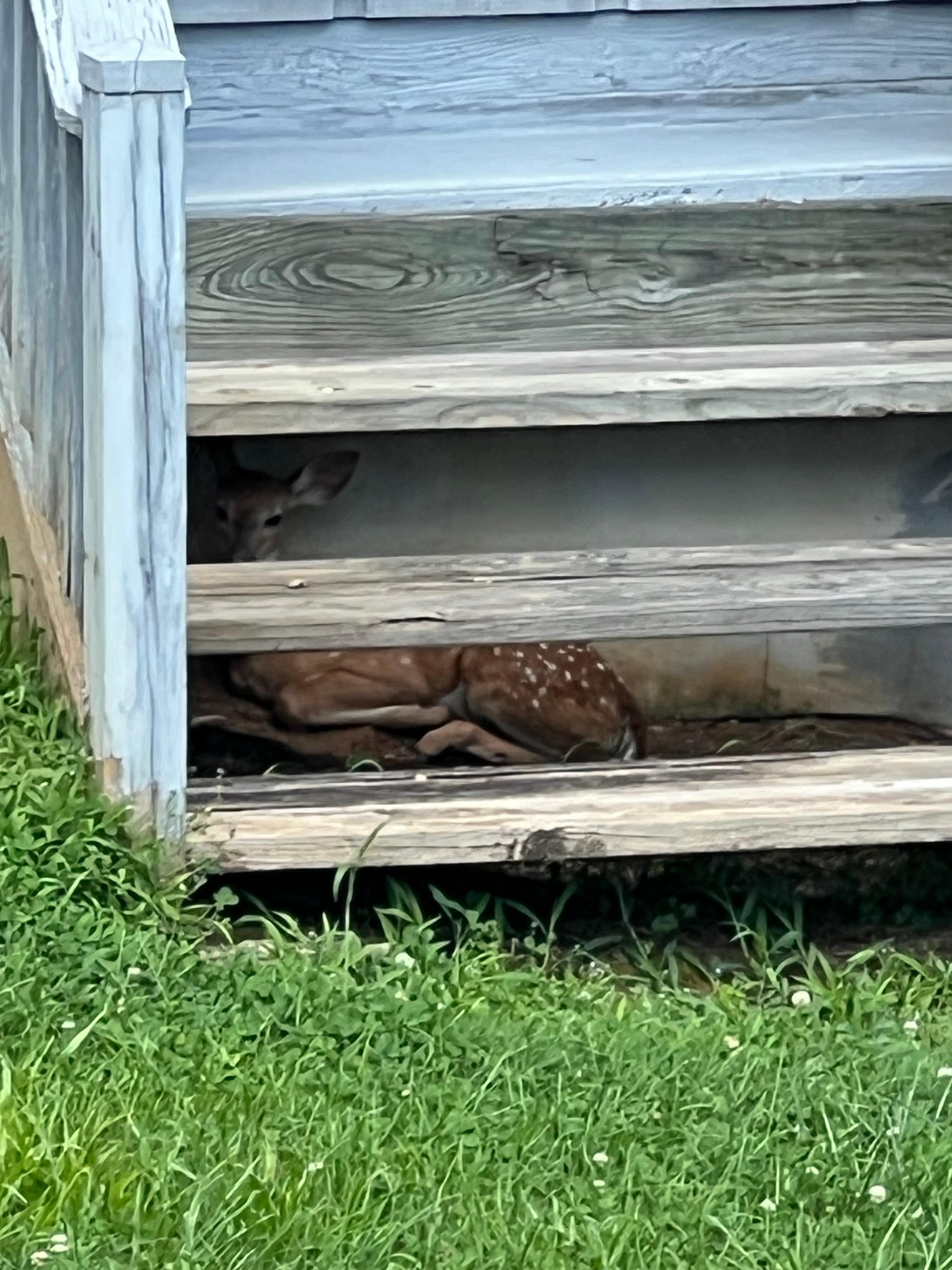 Baby deer under neighbor’s porch