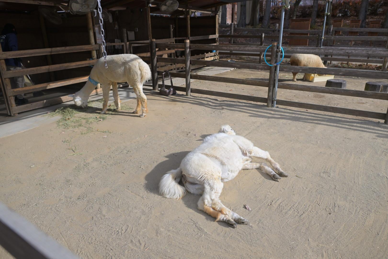 動物ふれあい広場