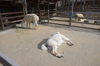 動物ふれあい広場