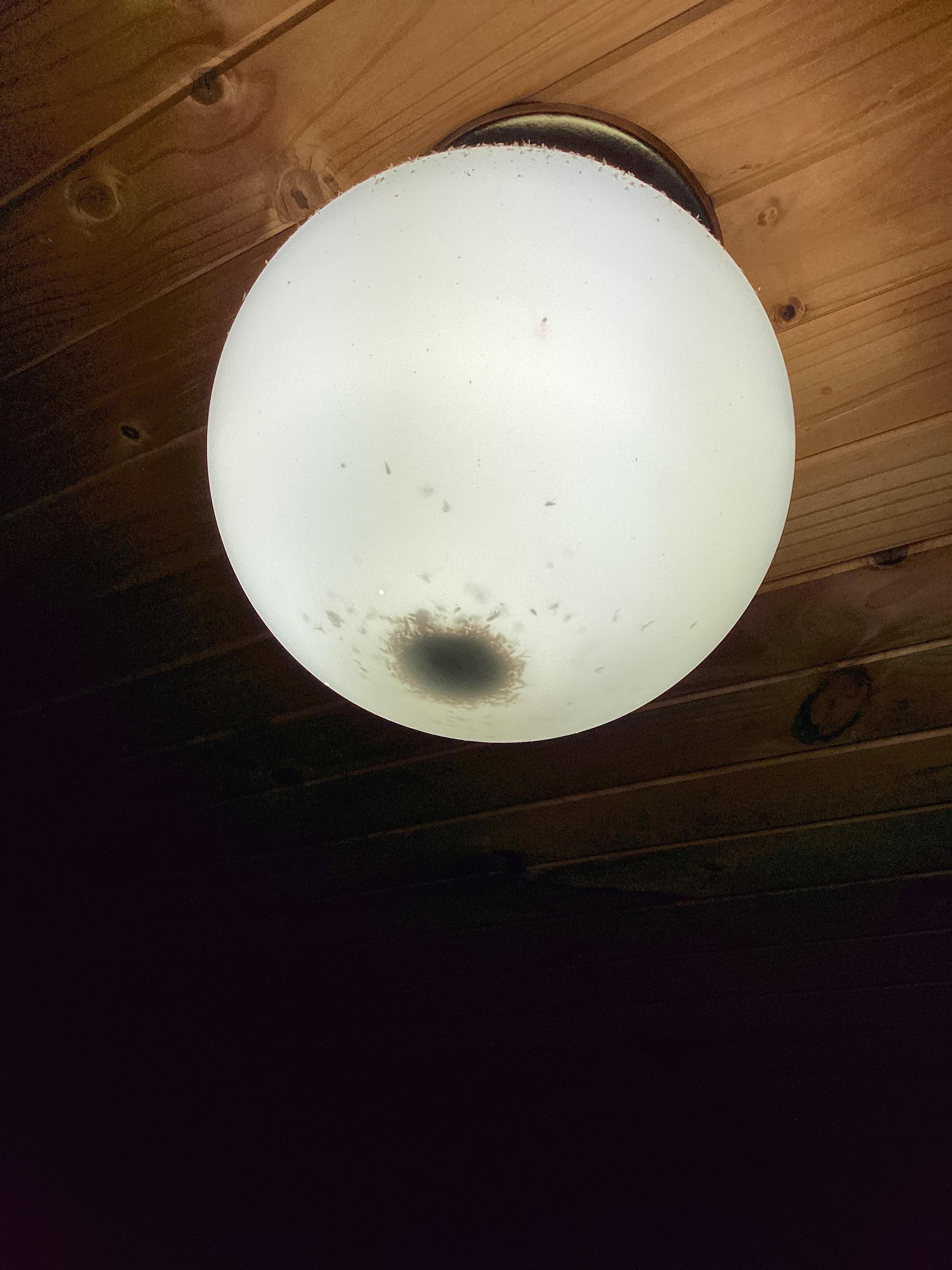 Kitchen light fitting quite greasy with dead insects all over it.