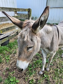 Donkey