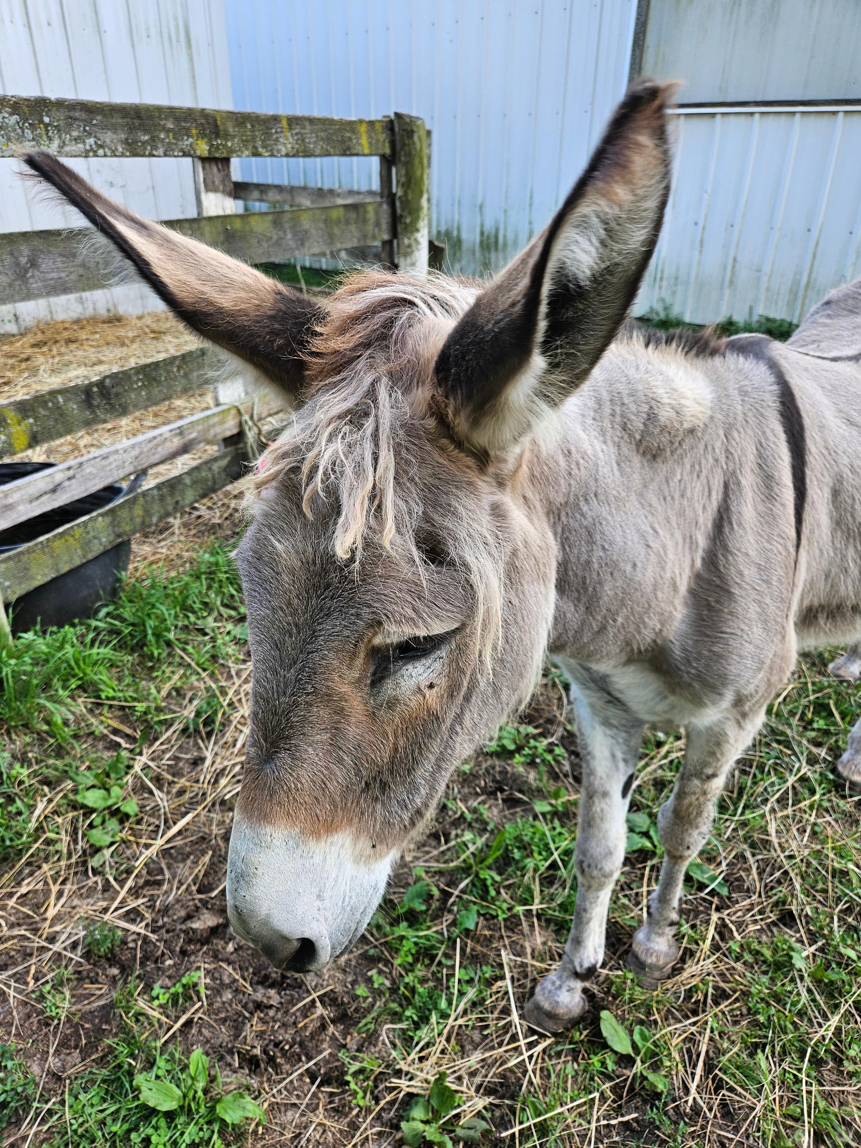Donkey